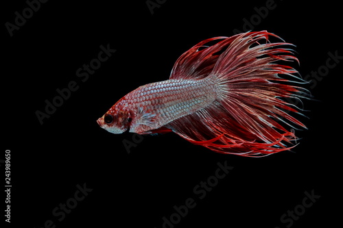 Siamese fighting fish ,Crowntail, red fish on a black background, Halfmoon Betta.