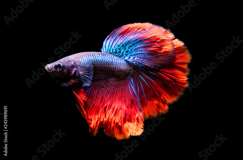 aquarium fish rooster