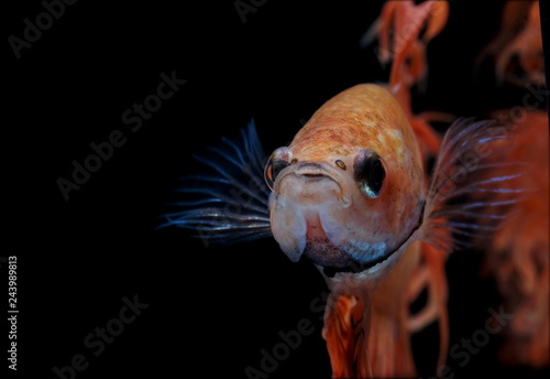 Siamese fighting fish ,Crowntail, yellew fish on a black background, Halfmoon Betta. photo