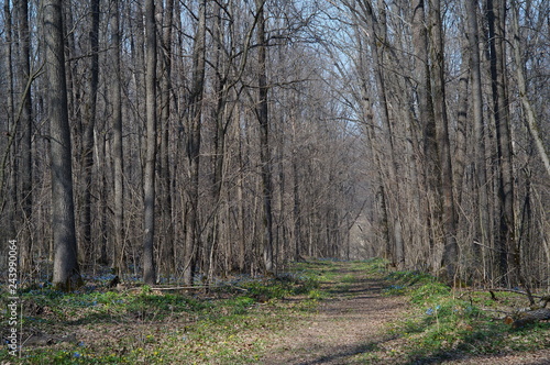 Wallpaper Mural Country road running through green forest Torontodigital.ca