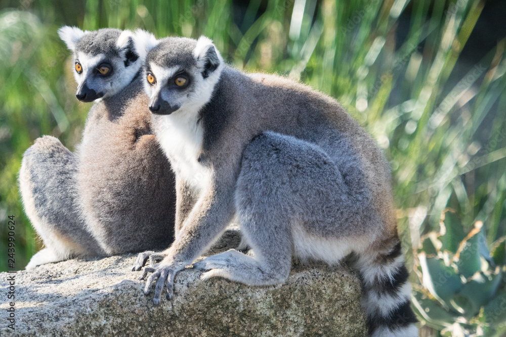 Fototapeta premium Lemur Pair Sitting on a Rock