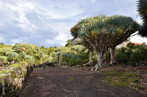 Dragon trees on Pico island  Azores  Portugal