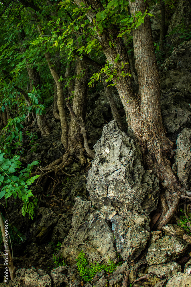 fairy forest, roots on the stone fairy forest, roots on the stone