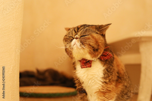 エキゾチックショートヘア ブサ猫 Stock Photo Adobe Stock