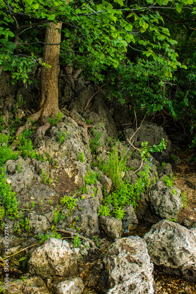 fairy forest, roots on the stone