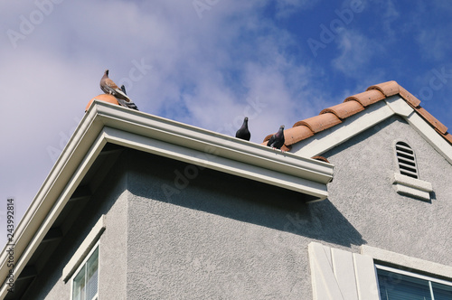pigeons sitting on a house's roof edge