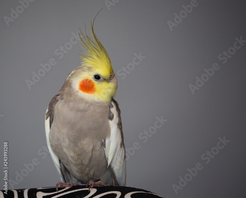 Cute Cockatiel Gray Bird Isolated On Gradient Gray Background Copy Space Stock Photo Adobe Stock