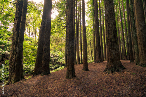 Californian Redwood Forest, Great Otway National Park, Victoria, Australia. photo