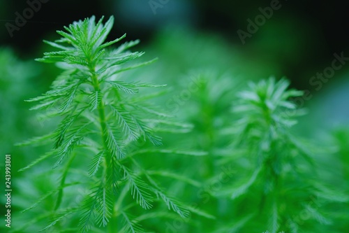 tropical leaf texture nature green background.