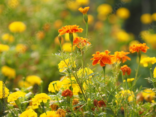 Flower yellow orange beautiful in nature