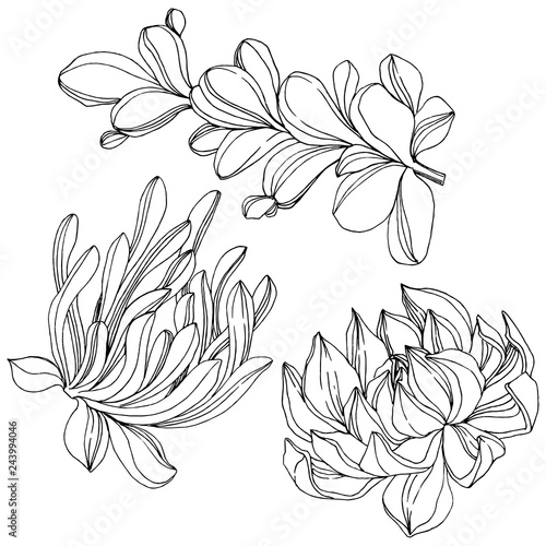 Vector Succulent floral botanical flower. Black and white engraved ink art. Isolated succulents illustration element.