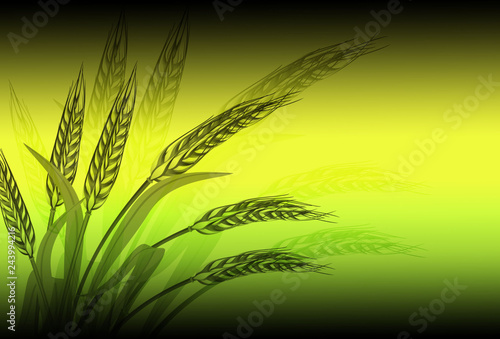 ears of wheat on background of blue sky