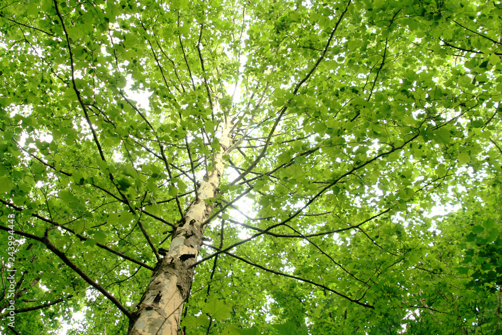 Fototapeta premium Fresh platanus
