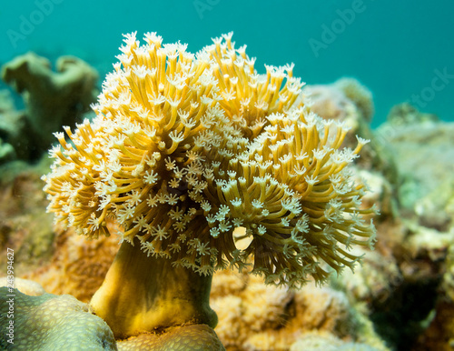 Colorful coral reef at the bottom of tropical sea, underwater landscape.