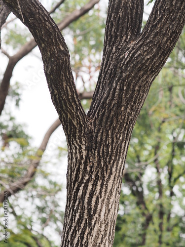 Trunk Big tree Bark rough texture