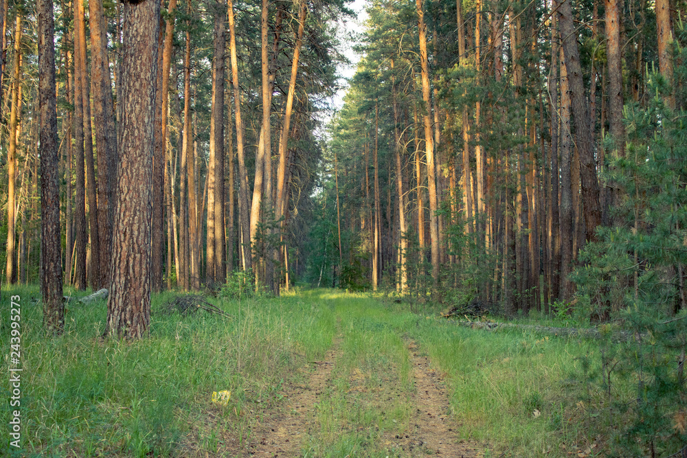 Fototapeta premium pine forest