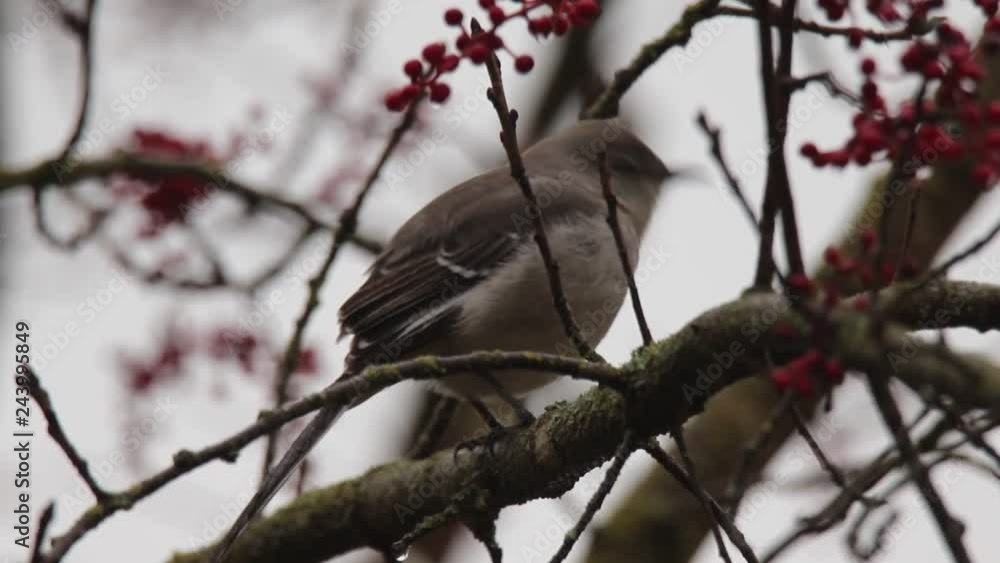 The bird is known as the Northern Mockingbird, and Red berries are on the tree forms colonies. Santa Rosa Northern California - Rain, Winter. The bird is known as the Northern Mockingbird, and Red berries are on the tree forms colonies. Santa Rosa Northern California - Rain, Winter.