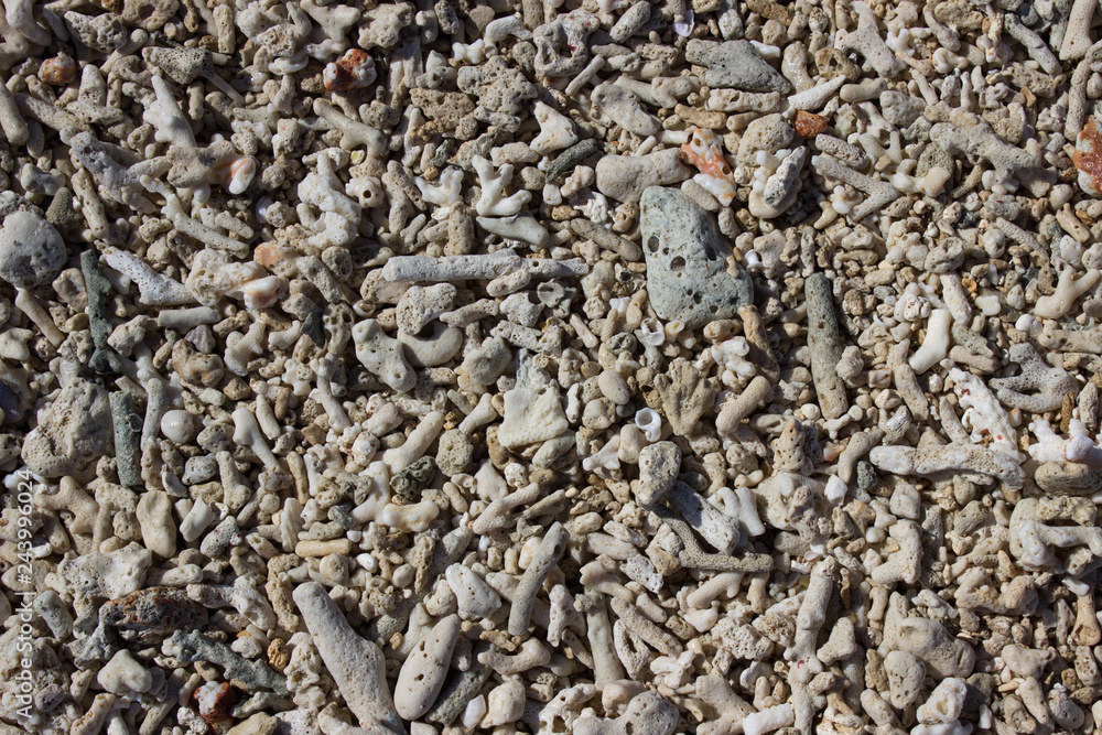 Coral on the beach shores