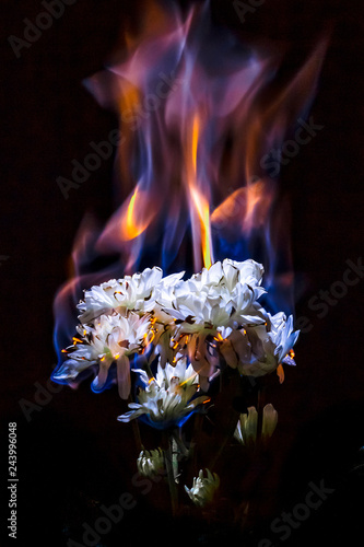 Burning white chrysanthemum in blue fire flame on black background
