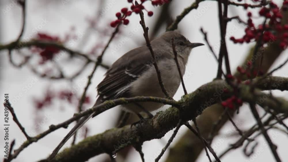 The bird is known as the Northern Mockingbird, and Red berries are on the tree forms colonies. Santa Rosa Northern California - Rain, Winter. The bird is known as the Northern Mockingbird, and Red berries are on the tree forms colonies. Santa Rosa Northern California - Rain, Winter.