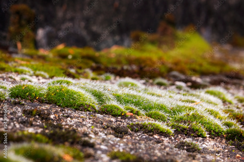 Moss on rocks Moss on rocks