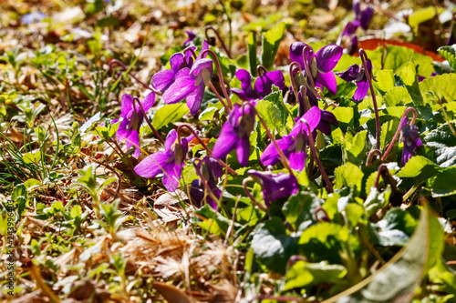 Purple flowers of  violet