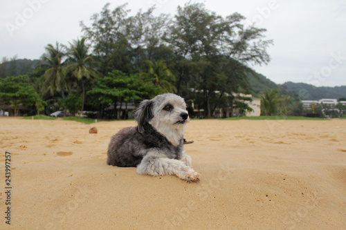 cute dog on the beach © Igor Maz