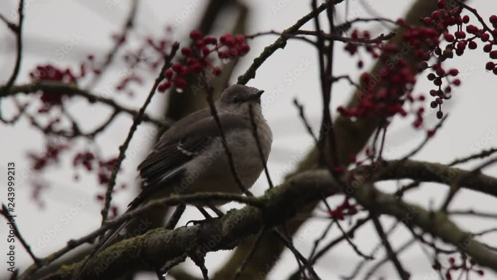 The bird is known as the Northern Mockingbird, and Red berries are on the tree forms colonies. Santa Rosa Northern California - Rain, Winter. The bird is known as the Northern Mockingbird, and Red berries are on the tree forms colonies. Santa Rosa Northern California - Rain, Winter.