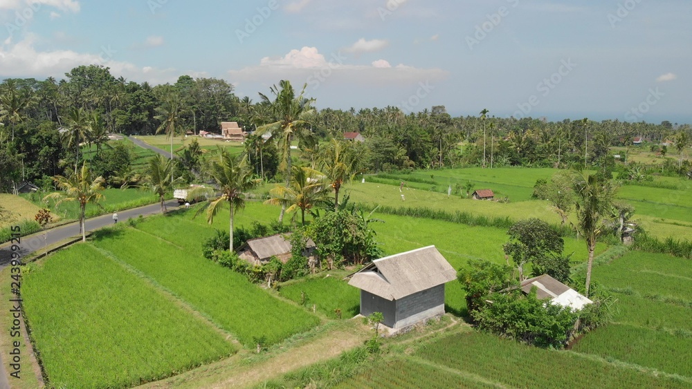 4K aerial flying video of green rice fields close to volcano Agung, Bali island.