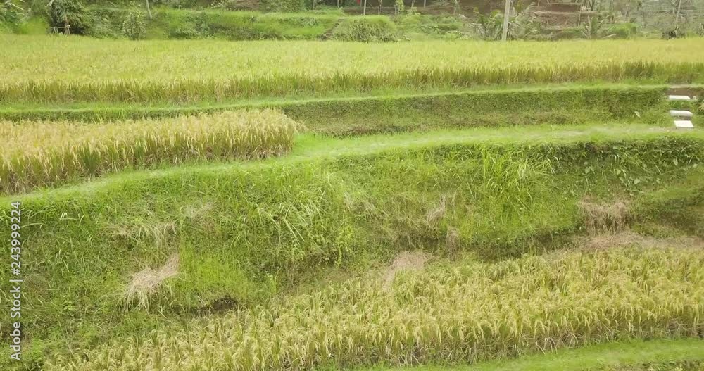 Rice terraces, Bali, Indonesia, Land rice terraces 4K Rice terraces, Bali, Indonesia, Land rice terraces 4K
