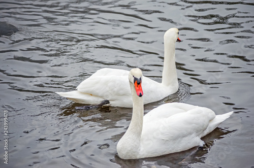 Two white swans on a lake during the daytime. Beautiful swan.