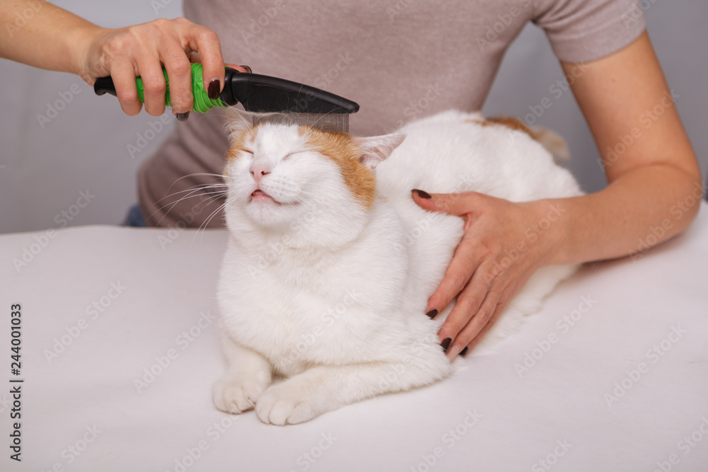 Lying cute white-red happy cat and a comb full of pet hair. Combing the pet cat. The concept of pet care Lying cute white-red happy cat and a comb full of pet hair. Combing the pet cat. The concept of pet care