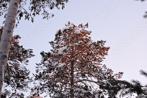 trees