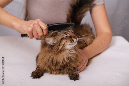 Tabby cat lying and enjoying being cleaned and combed. Combing the furry grey striped cat. The concept of pet care