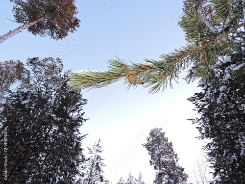 trees