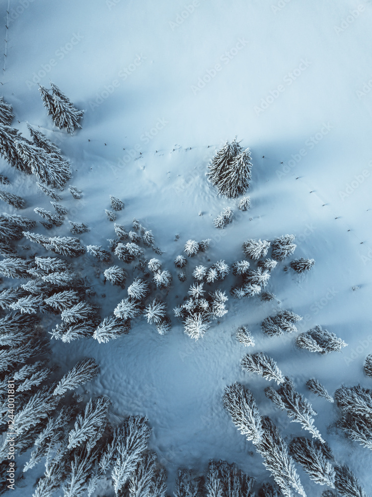 Aerial view of spruce fores, winter theme. - obrazy, fototapety, plakaty 