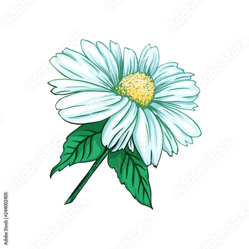 Daisy or Chamomile Tea Herb Flower and Green Leaves. Herbal Therapy. Botany Plant, Matricaria Loose Herbs. Isolated Vector Illustration of Camomile. Floral Blossom for Agriculture Packaging Design.
