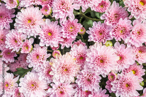Fotografía beautiful chrysanthemum flowers background top view