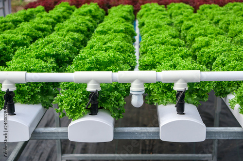 Fresh organic green leaves lettuce salad plant in hydroponics vegetables farm system photo
