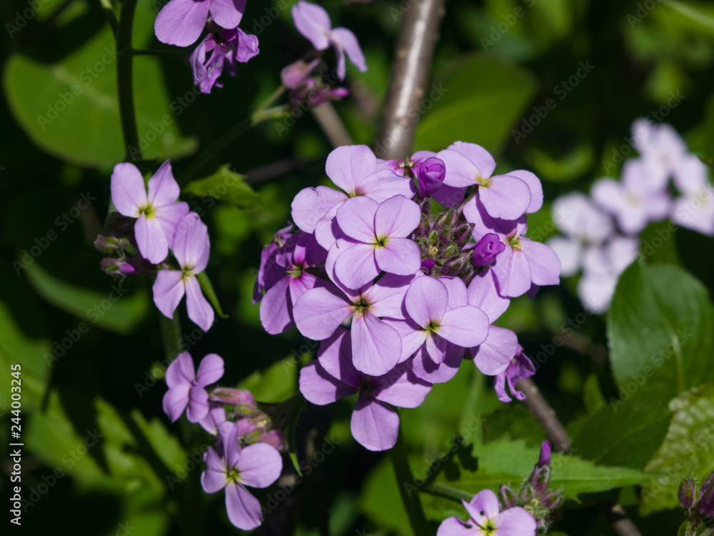 Perennial honesty or Lunaria rediviva flowers macro with bokeh background, selective focus, shallow DOF