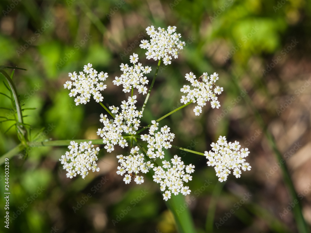 Cow Parsley or Wild Chervil, Anthriscus sylvestris, flower clusters macro, selective focus, shallow DOF Cow Parsley or Wild Chervil, Anthriscus sylvestris, flower clusters macro, selective focus, shallow DOF
