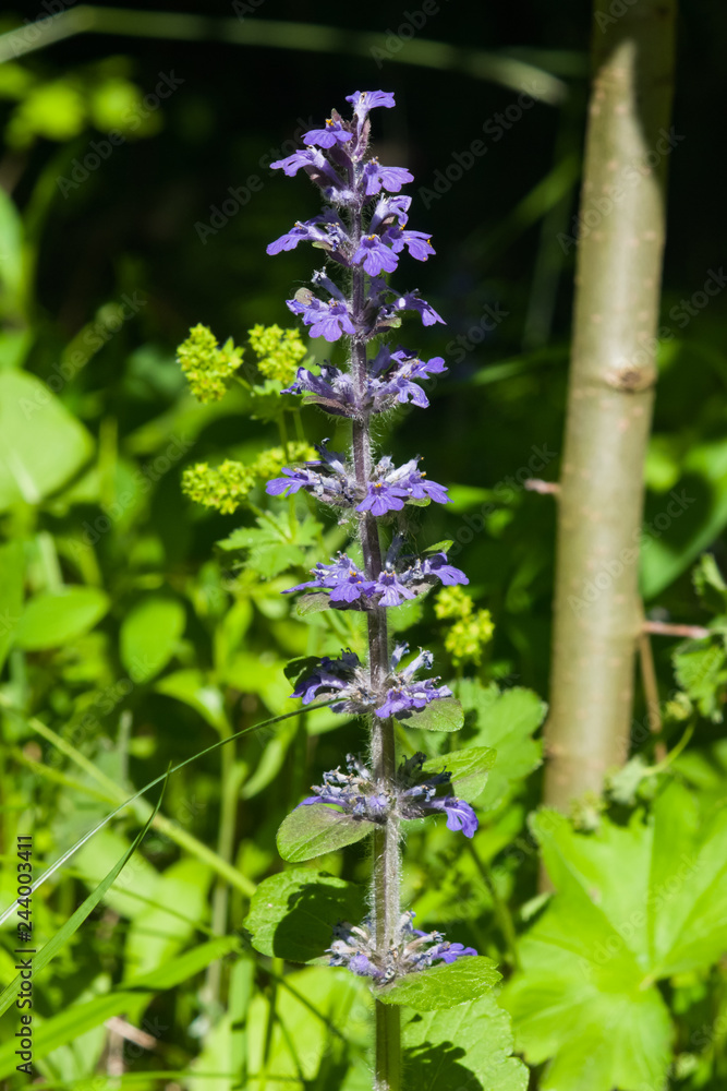 Bugleherb or bugleweed, Ajuga reptans, blossom with bokeh background, close-up, selective focus, shallow DOF Bugleherb or bugleweed, Ajuga reptans, blossom with bokeh background, close-up, selective focus, shallow DOF