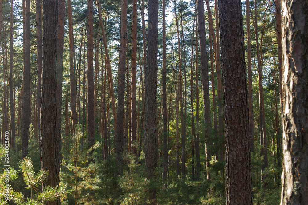 pine trees in the forest pine trees in the forest