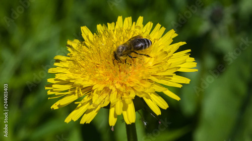 Honey bee on a dandelion portrait macro with bokeh background  selective focus  shallow DOF