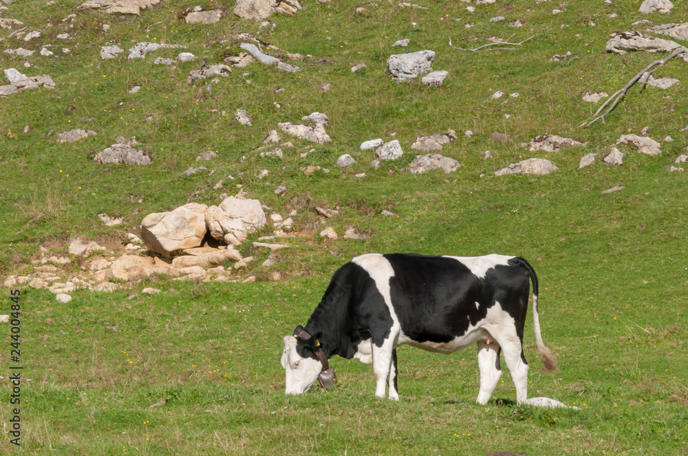 Schwarzweisse Kuh auf der Weide
