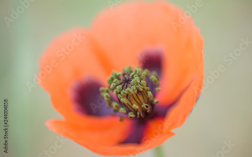 Field poppy in a field photo