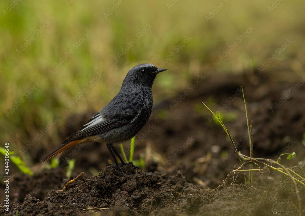 Obraz premium redstart on a ground