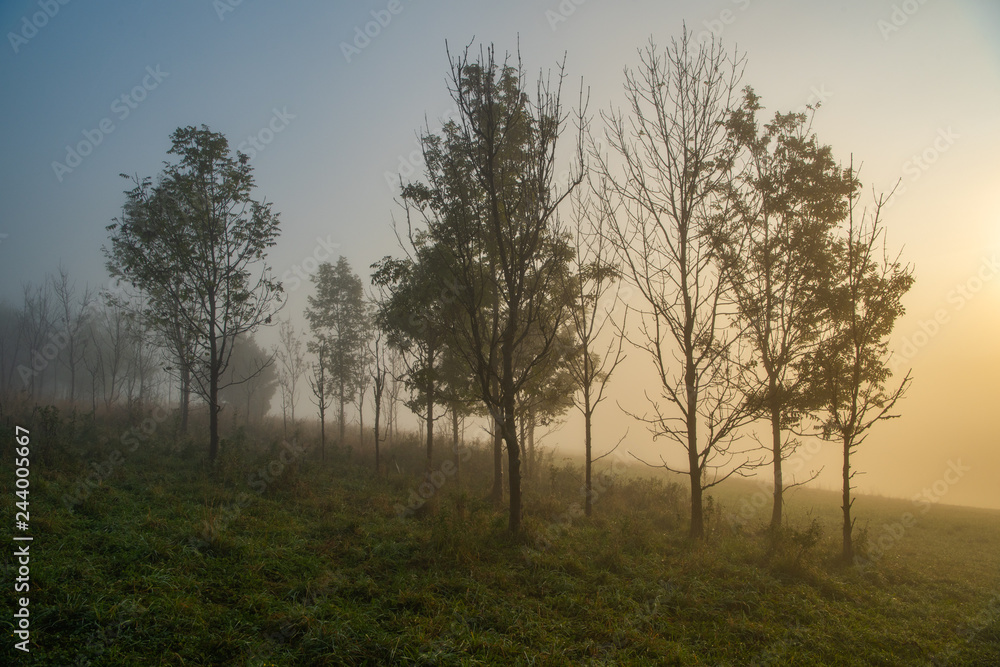 trees in the fog