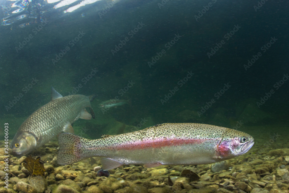 Rainbow trout (Oncorhynchus mykiss) closeup under water in the nature