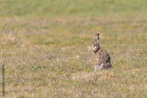 Portrait of a hare (Lepus europaeus) sitting in a field © Catstyecam